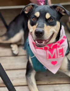 rescue-dog-adopt-me-bandana-hope-lives-here