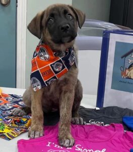 rescue-puppy-oilers-bandana-fundraiser-hope-lives-here
