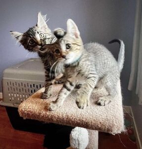tabby-kittens-playing-on-cat-tree-hope-lives-here