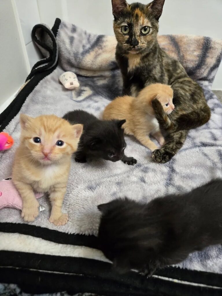tortoiseshell-mama-cat-with-foster-kittens-hope-lives-here