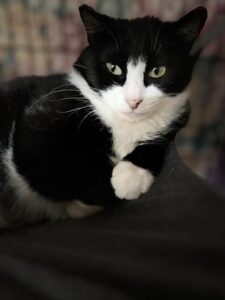 tuxedo-rescue-cat-resting-hope-lives-here