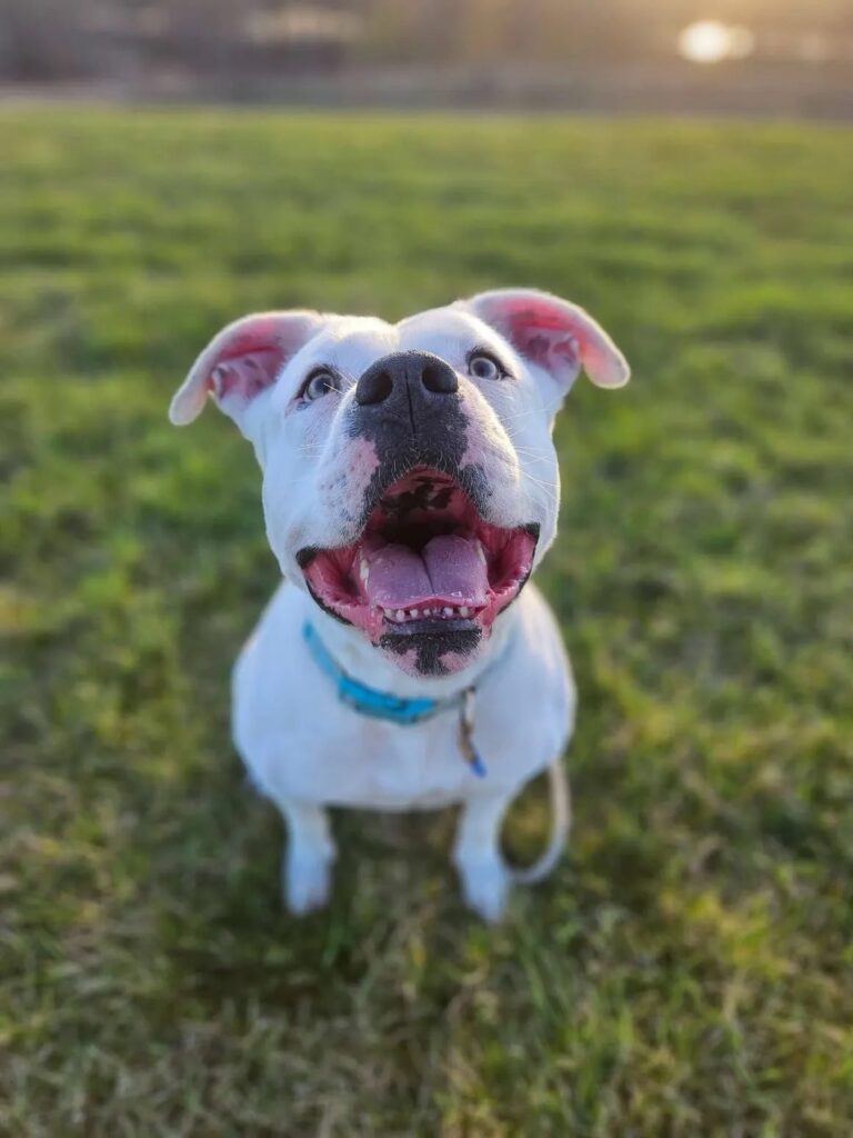 white-rescue-dog-smiling-at-golden-hour-hope-lives-here