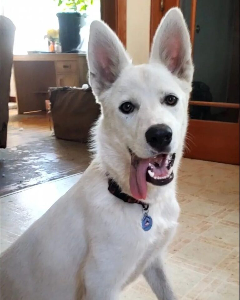 white-shepherd-rescue-dog-hope-lives-here