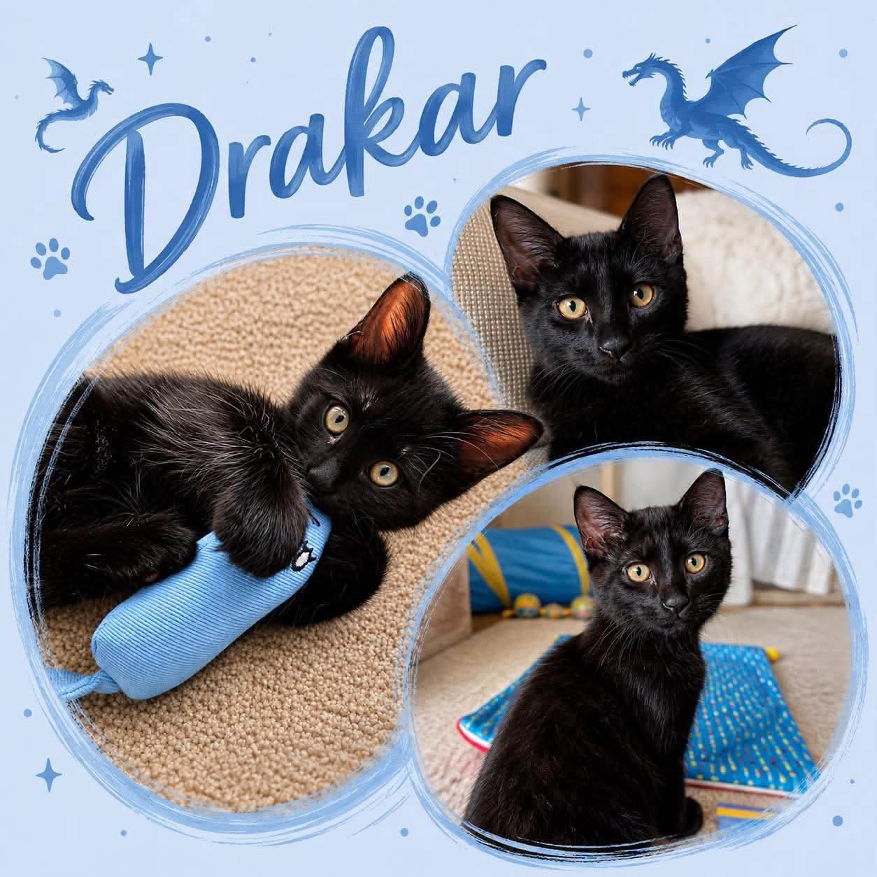 Adoptable Cats adoptable cats