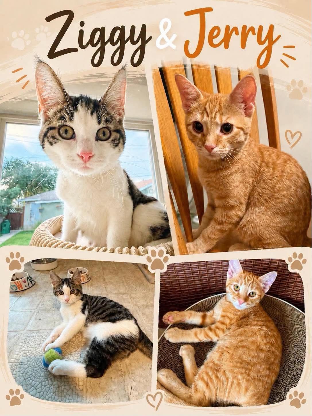 Adoptable Cats adoptable cats
