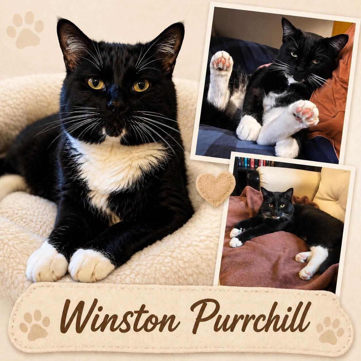 Adoptable Cats adoptable cats