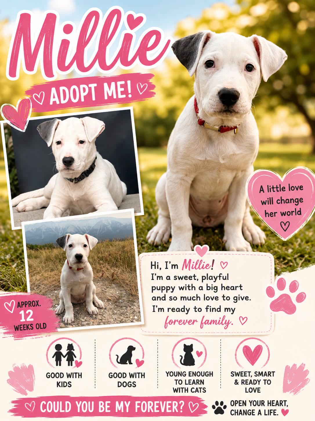 Adoptable Dogs adoptable dogs