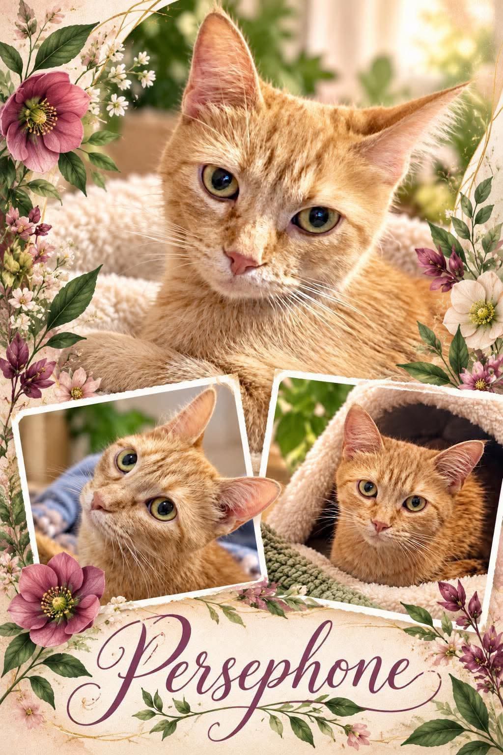 Adoptable Cats adoptable cats