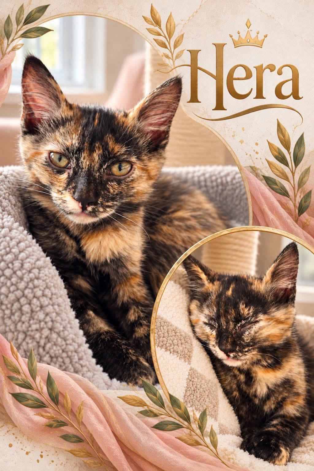 Adoptable Cats adoptable cats