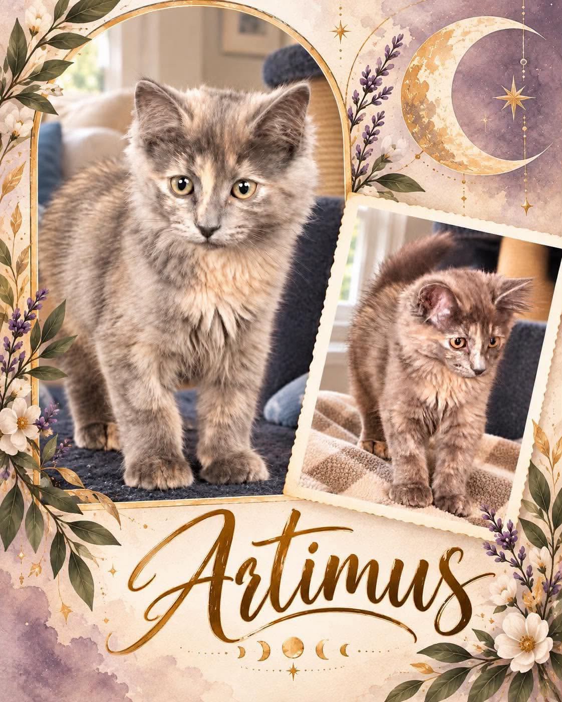 Adoptable Cats adoptable cats