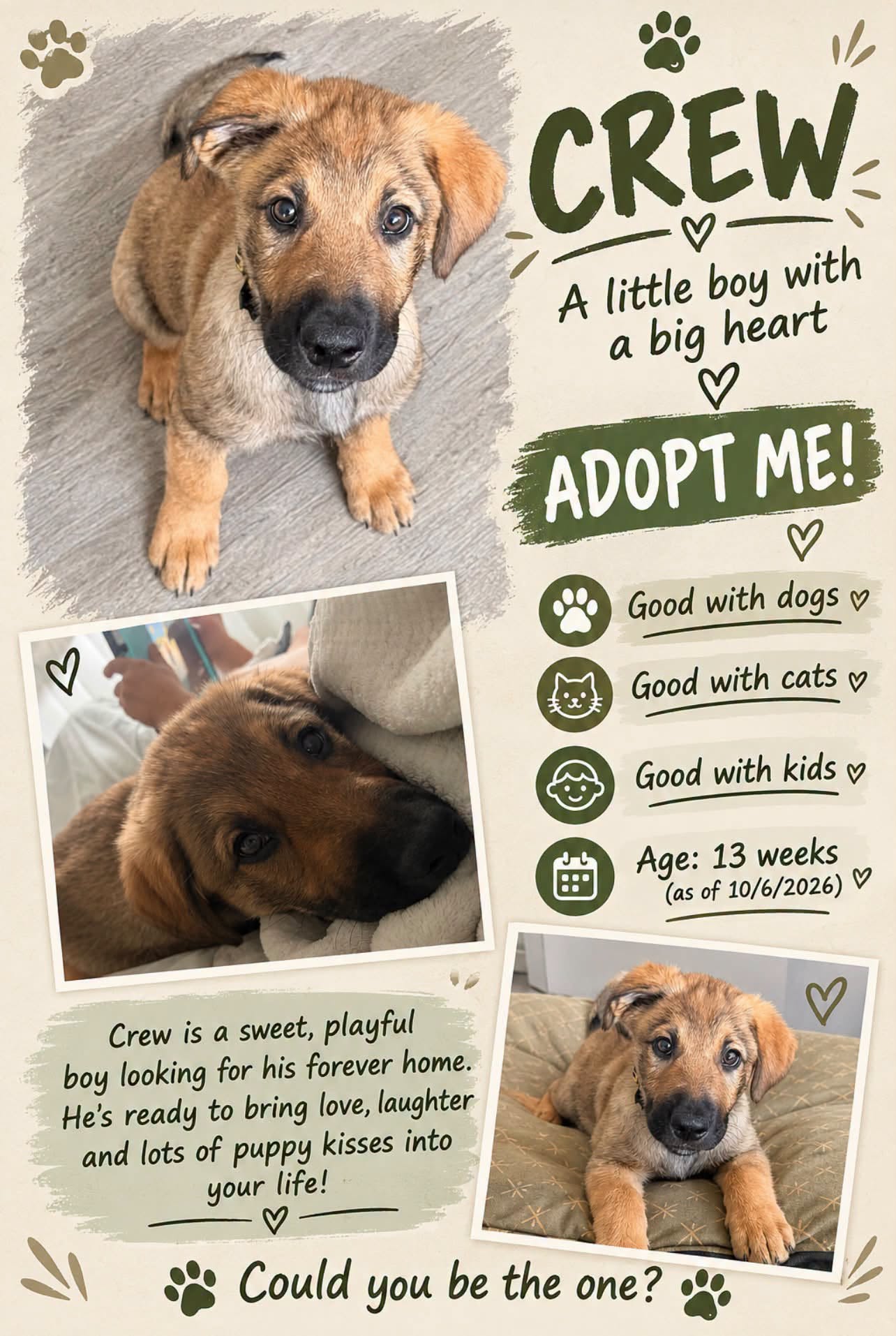 Adoptable Dogs adoptable dogs