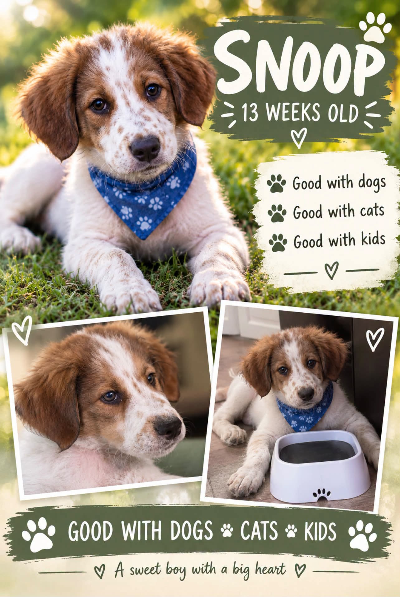 Adoptable Dogs adoptable dogs